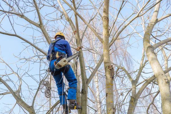 Large Tree Trimming in Duluth