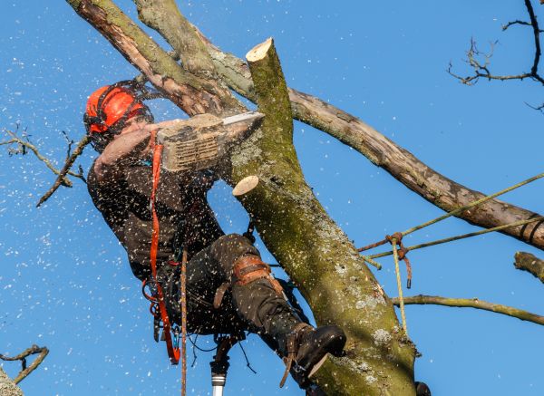 Tree Trimming Service in Duluth