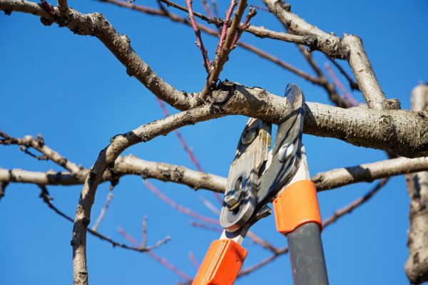 Tree Pruning in Duluth