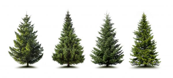 Pine Tree Trimming in Duluth