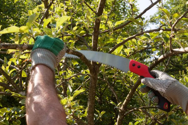 Apple Tree Trimming in Duluth
